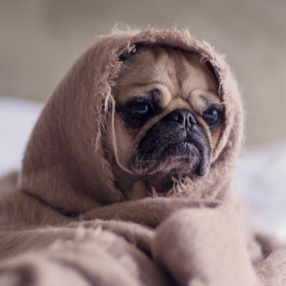 Meet your Posher, Playboi - Picture 1 of 1